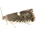 Grapholita thermopsidis - Hodges#3438.2