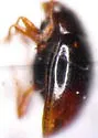 Ephistemus globulus - Ephistemus globulus