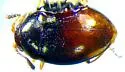 Ephistemus globulus - photo 2