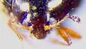 Ephistemus globulus - photo 3