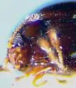 Ephistemus globulus - photo 4