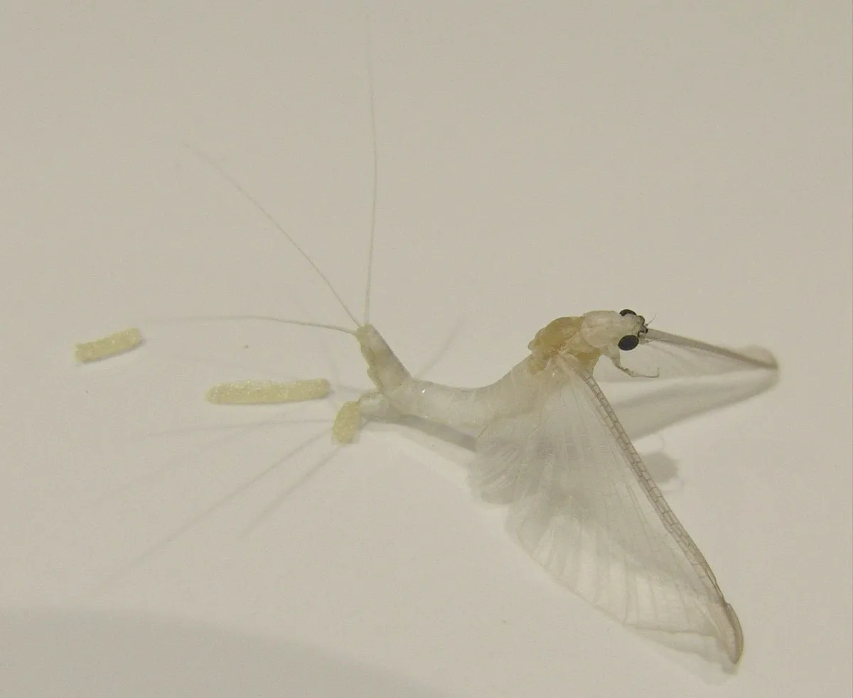 White Fly