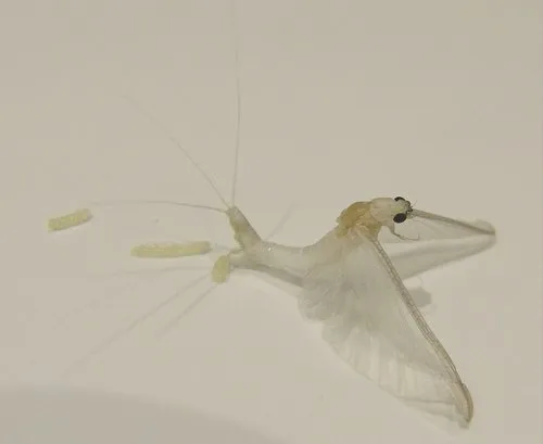 White Fly - photo 2
