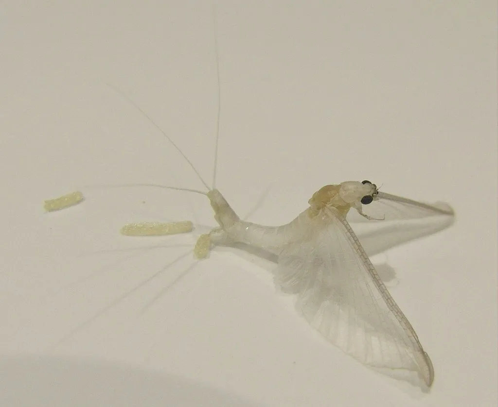 White Fly - photo 3