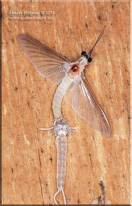 White Fly