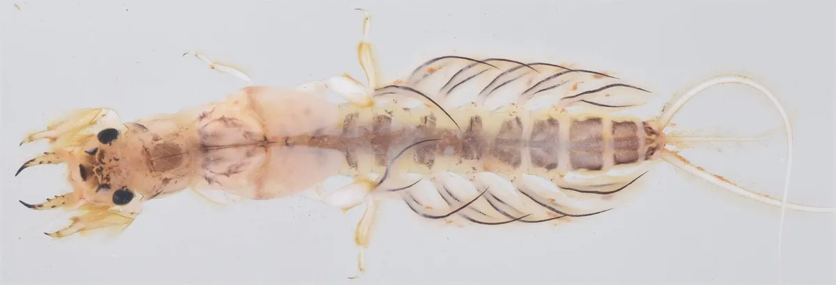 Ephoron savignyi - photo 3