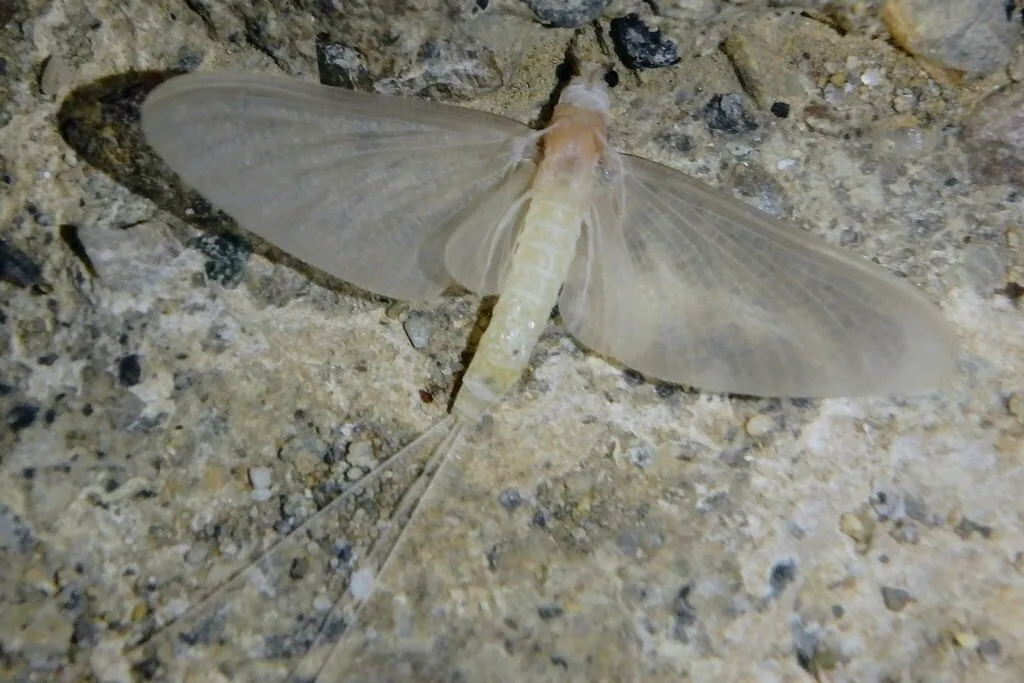 Ephoron virgo - photo 2