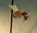 Ephuta argenticeps - photo 2