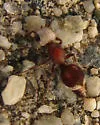 Ephuta argenticeps - photo 4