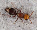 Ephuta baboquivari