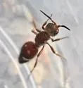 Ephuta conchate - Ephuta conchate