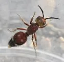 Ephuta conchate - photo 2