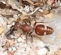 Ephuta conchate - photo 4