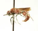 Ephuta floridiana