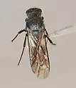 Ephuta pauxilla
