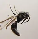 Ephuta pauxilla - photo 2