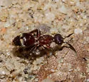 Ephuta scrupea