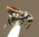 Ephuta spinifera - Ephuta spinifera