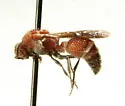 Ephuta stenognatha - Ephuta stenognatha