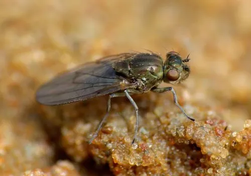 Shore Flies - photo 2
