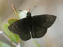 Florida Duskywing - Hodges#3944 - Ephyriades brunnea