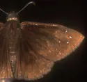 Florida Duskywing - Hodges#3944 - photo 2