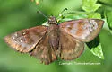 Florida Duskywing - Hodges#3944 - photo 3