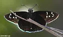 Florida Duskywing - Hodges#3944 - photo 4