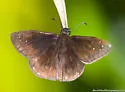 Florida Duskywing - Hodges#3944 - photo 5