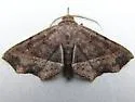 Ephyrodes cacata - Hodges#8582 - photo 4