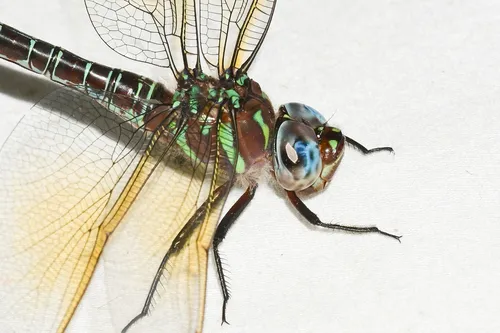 Swamp Darner - photo 2