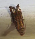 Abrupt Epiblema - Hodges#3173