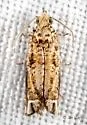 Abrupt Epiblema - Hodges#3173 - photo 2