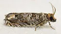 Abrupt Epiblema - Hodges#3173 - photo 3