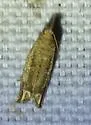 Abrupt Epiblema - Hodges#3173 - photo 4