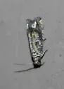 Abrupt Epiblema - Hodges#3173 - photo 5