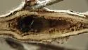 Benign Borer - Hodges#3185