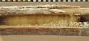Benign Borer - Hodges#3185 - photo 2