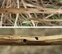 Benign Borer - Hodges#3185 - photo 3