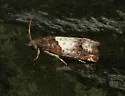 Benign Borer - Hodges#3185 - photo 4