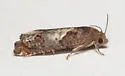 Benign Borer - Hodges#3185 - photo 5
