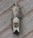 Epiblema boxcana - Hodges#3171