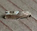 Epiblema boxcana - Hodges#3171 - photo 2