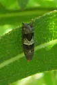 Epiblema boxcana - Hodges#3171 - photo 3