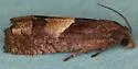 Epiblema boxcana - Hodges#3171 - photo 4