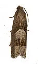 Epiblema boxcana - Hodges#3171 - photo 5