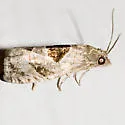 Brighton's Epiblema - Hodges#3203