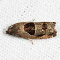 Brighton's Epiblema - Hodges#3203 - photo 2