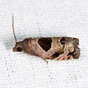 Brighton's Epiblema - Hodges#3203 - photo 3
