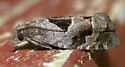 Brighton's Epiblema - Hodges#3203 - photo 4